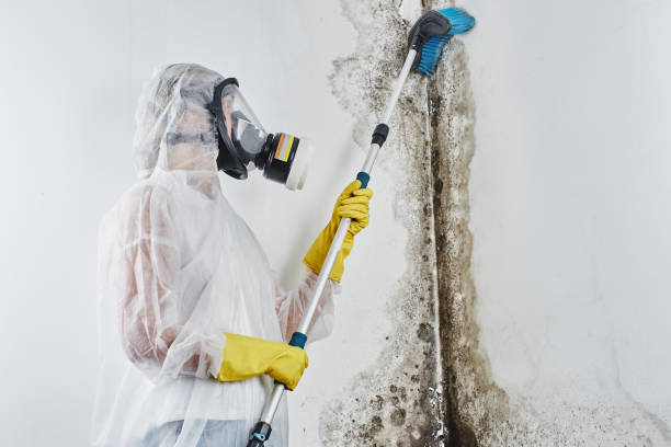 Best Mold Remediation Experts  in Buena Vista, GA