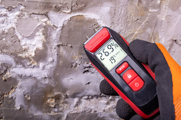 Best Local Mold Removal Service  in Buena Vista, GA
