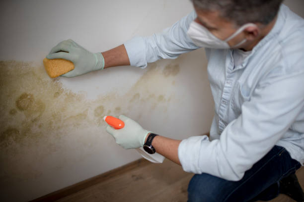 Best Certified Mold Removal  in Buena Vista, GA