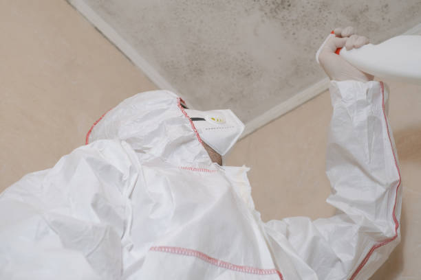 Best Attic Mold Removal  in Buena Vista, GA