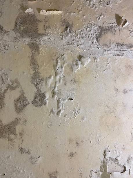 Best Home Mold Removal  in Buena Vista, GA