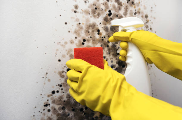Best Mold Removal Company Near Me  in Buena Vista, GA