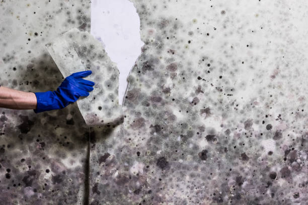 Best Affordable Mold Removal  in Buena Vista, GA